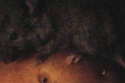 Мышь - переносчик туляремии