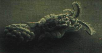 Планктнон - переносчик холеры