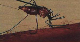 Малярийный комар