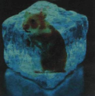 Замороженная мышь в кубике льда
